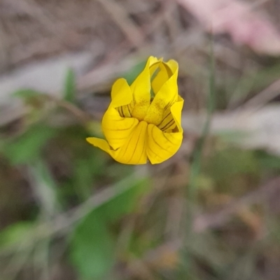 Goodenia pinnatifida (Scrambled Eggs) at Red Hill Nature Reserve - 5 Oct 2023 by WalkYonder