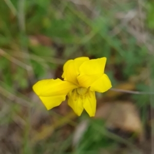 Goodenia pinnatifida at Red Hill, ACT - 6 Oct 2023