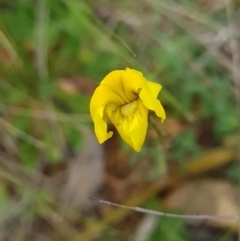 Goodenia pinnatifida at Red Hill, ACT - 6 Oct 2023 10:30 AM