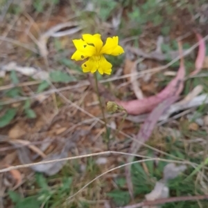 Goodenia pinnatifida at Red Hill, ACT - 6 Oct 2023