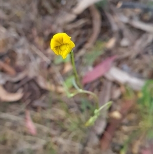 Goodenia pinnatifida at Red Hill, ACT - 6 Oct 2023 10:30 AM