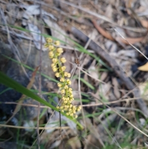 Lomandra filiformis subsp. coriacea at Red Hill, ACT - 6 Oct 2023