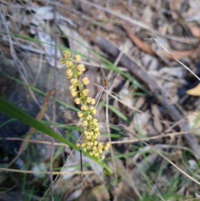 Lomandra filiformis subsp. coriacea (Wattle Matrush) at Red Hill Nature Reserve - 5 Oct 2023 by WalkYonder