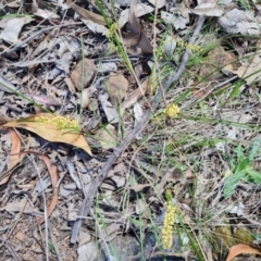 Lomandra filiformis subsp. coriacea at Red Hill, ACT - 6 Oct 2023 10:08 AM