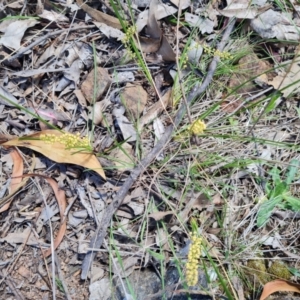 Lomandra filiformis subsp. coriacea at Red Hill, ACT - 6 Oct 2023