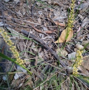 Lomandra filiformis subsp. coriacea at Red Hill, ACT - 6 Oct 2023