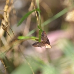 Endotricha (genus) (A Pyrlaid moth) at Wamboin, NSW - 15 Jan 2022 by natureguy