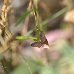 Endotricha (genus) at Wamboin, NSW - 15 Jan 2022