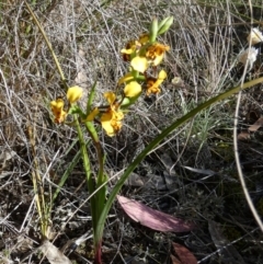 Diuris semilunulata (Late Leopard Orchid) at Queanbeyan West, NSW - 6 Oct 2023 by Paul4K