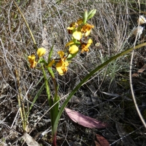 Diuris semilunulata at Queanbeyan West, NSW - suppressed