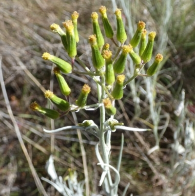 Senecio quadridentatus (Cotton Fireweed) at Queanbeyan West, NSW - 6 Oct 2023 by Paul4K