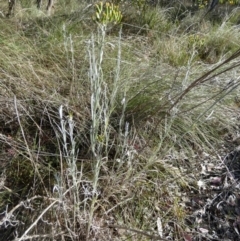 Senecio quadridentatus at Queanbeyan West, NSW - 6 Oct 2023 07:49 AM