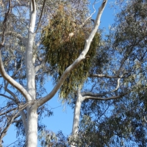 Amyema pendula subsp. pendula at Queanbeyan West, NSW - 6 Oct 2023