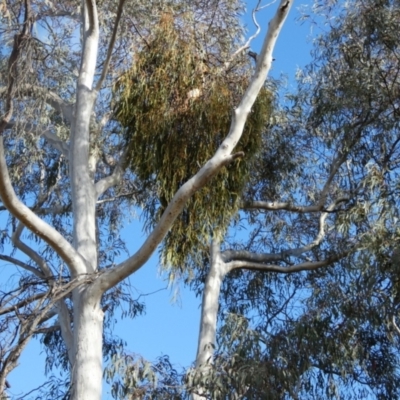 Amyema pendula subsp. pendula (Drooping Mistletoe) at QPRC LGA - 5 Oct 2023 by Paul4K