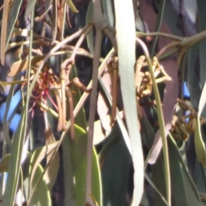 Amyema pendula subsp. pendula at Queanbeyan West, NSW - 6 Oct 2023 07:53 AM