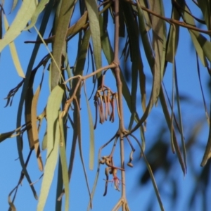 Amyema pendula subsp. pendula at Queanbeyan West, NSW - 6 Oct 2023