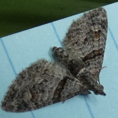 Phrissogonus laticostata (Apple looper moth) at QPRC LGA - 5 Oct 2023 by Paul4K