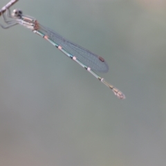 Austrolestes leda (Wandering Ringtail) at Wamboin, NSW - 15 Jan 2022 by natureguy