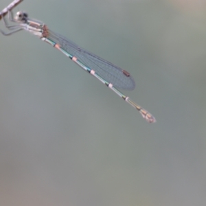 Austrolestes leda at Wamboin, NSW - 15 Jan 2022 07:25 PM