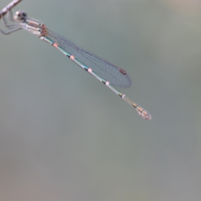 Austrolestes leda (Wandering Ringtail) at QPRC LGA - 15 Jan 2022 by natureguy