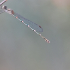 Austrolestes leda at Wamboin, NSW - 15 Jan 2022