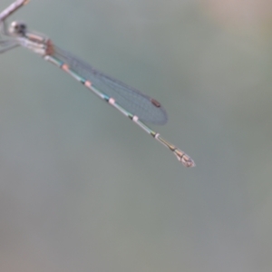 Austrolestes leda at Wamboin, NSW - 15 Jan 2022