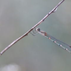 Austrolestes leda at Wamboin, NSW - 15 Jan 2022