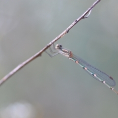 Austrolestes leda at Wamboin, NSW - 15 Jan 2022 07:25 PM