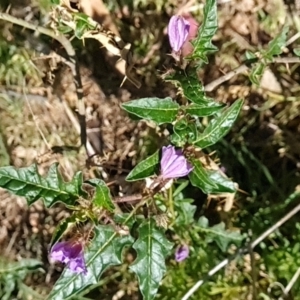 Solanum cinereum at Red Hill, ACT - 6 Oct 2023 10:14 AM