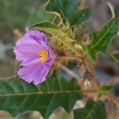 Solanum cinereum at Red Hill, ACT - 6 Oct 2023 10:14 AM