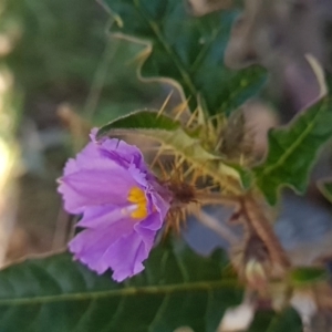 Solanum cinereum at Red Hill, ACT - 6 Oct 2023 10:14 AM