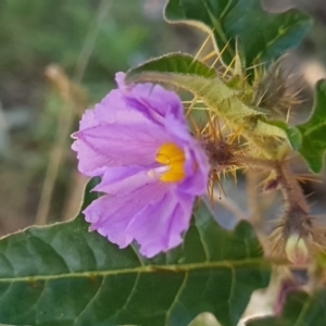 Solanum cinereum at Red Hill, ACT - 6 Oct 2023 10:14 AM