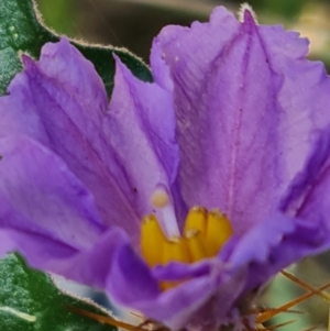 Solanum cinereum at Red Hill, ACT - 6 Oct 2023