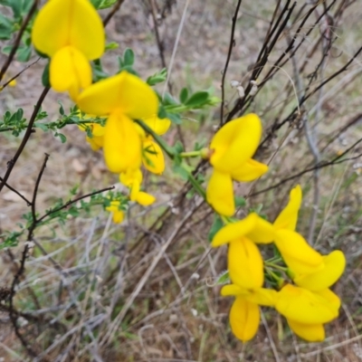Cytisus scoparius subsp. scoparius (Scotch Broom, Broom, English Broom) at Isaacs, ACT - 6 Oct 2023 by Mike
