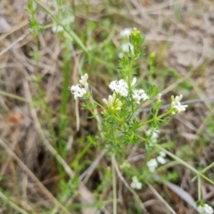 Asperula conferta (Common Woodruff) at Isaacs Ridge and Nearby - 6 Oct 2023 by Mike