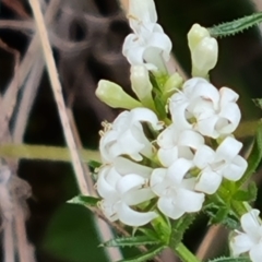 Asperula conferta at Isaacs, ACT - 6 Oct 2023