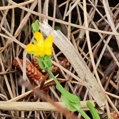 Hypericum gramineum (Small St Johns Wort) at Isaacs, ACT - 6 Oct 2023 by Mike