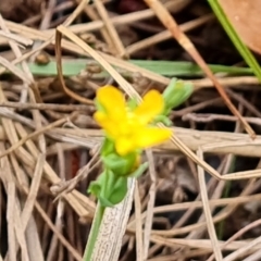 Hypericum gramineum at Isaacs, ACT - 6 Oct 2023