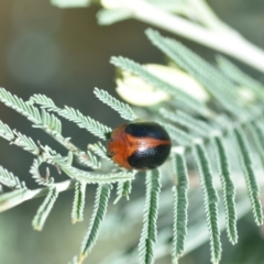 Dicranosterna immaculata (Acacia leaf beetle) at QPRC LGA - 15 Jan 2022 by natureguy