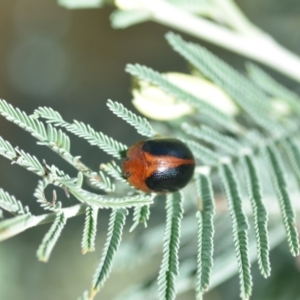 Dicranosterna immaculata at Wamboin, NSW - 15 Jan 2022