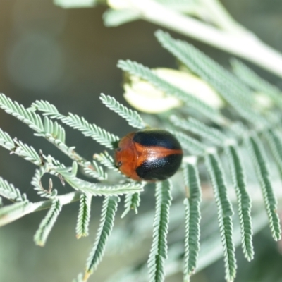 Dicranosterna immaculata (Acacia leaf beetle) at Wamboin, NSW - 15 Jan 2022 by natureguy