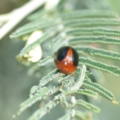 Dicranosterna immaculata at Wamboin, NSW - 15 Jan 2022