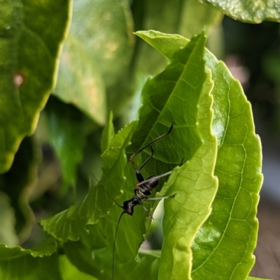 Unidentified Grasshopper, Cricket or Katydid (Orthoptera) at Albury - 2 Oct 2023 by ChrisAllen