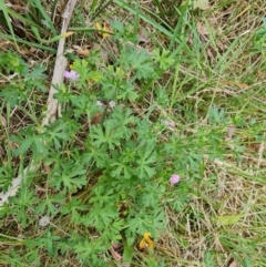 Geranium solanderi var. solanderi (Native Geranium) at Isaacs Ridge and Nearby - 6 Oct 2023 by Mike
