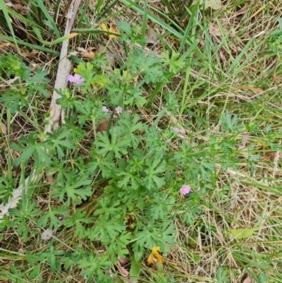 Geranium solanderi var. solanderi (Native Geranium) at Isaacs Ridge and Nearby - 6 Oct 2023 by Mike