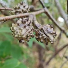 Hakea salicifolia subsp. salicifolia (Willow-leaved Hakea) at Isaacs Ridge and Nearby - 6 Oct 2023 by Mike