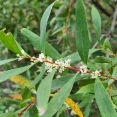 Hakea salicifolia subsp. salicifolia at Tuggeranong, ACT - 6 Oct 2023 12:10 PM