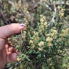 Pomaderris angustifolia (Pomaderris) at Greenway, ACT - 6 Oct 2023 by JP95