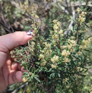 Pomaderris angustifolia at Greenway, ACT - 6 Oct 2023 12:32 PM