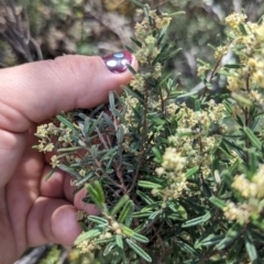 Pomaderris angustifolia at Greenway, ACT - 6 Oct 2023 12:32 PM